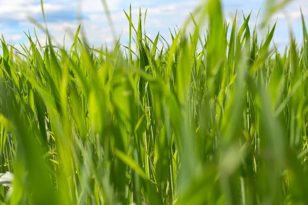 Erba Verde Primo Piano Sfondo Cielo Blu Messa Fuoco Selettiva — Foto Stock