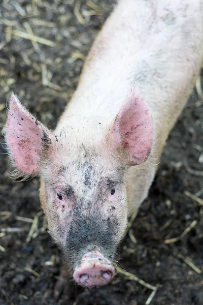 Pig Farm Close — Stock Photo, Image