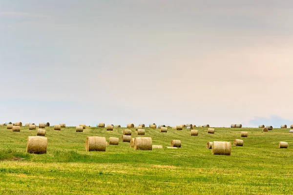 Gemähtes Gras Trockenes Gras Ballen Verdreht Heuhaufen Auf Dem Feld — Stockfoto