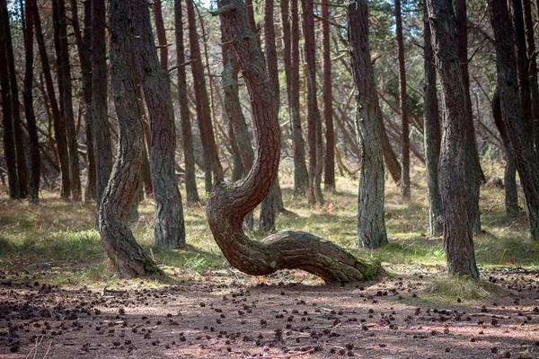 curved tree trunks, forest growth anomaly, crooked trees, inexplicable