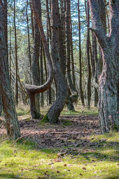 curved tree trunks, forest growth anomaly, crooked trees, inexplicable