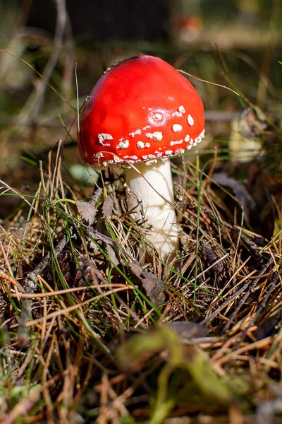 Rijp Helder Rood Paddenstoel Vliegen Agarisch Het Bos Zon Oneetbaar — Stockfoto