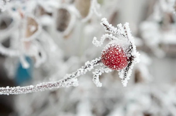 Schneebedeckte Gefrorene Beeren Schneeflocken Auf Beeren — Stockfoto