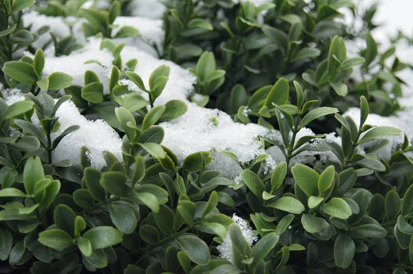 Snow Dusted Green Bush — 스톡 사진