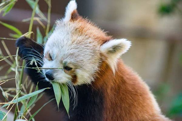 Red Panda Cat Bear Close Eating Bamboo Leaves — 스톡 사진