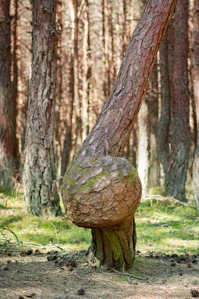 Böjda Trädstammar Anomali Skogstillväxt Krokiga Träd Oförklarliga — Stockfoto