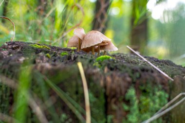 Ormanda küçük mantarlar büyüyor.