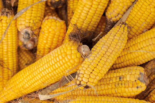 Кукурузный Початок Фоне Крупного Плана — стоковое фото