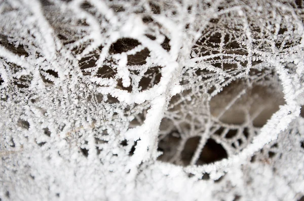 Frozen Web Winter — Stock Photo, Image