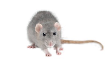 Ev faresi beyaz arka planda izole edilmiş, pençelerinde yiyecek olan sıçan, maket, kopyalama alanı