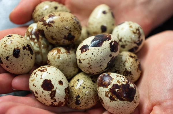 quail eggs in hand close-up