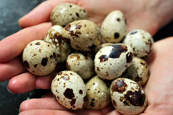 quail eggs in hand close-up