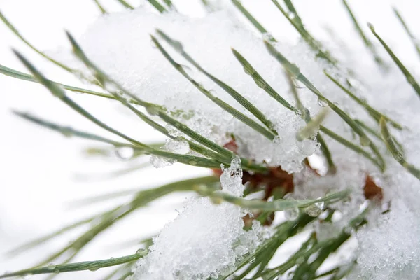 Snowflakes Water Drops Melted Snow Branch Pine Needles Closeup First — Stock Photo, Image