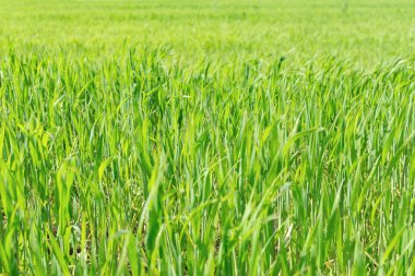 yeşil çimenlerin yakın plan, seçici odak, ön plan bulanıklığı