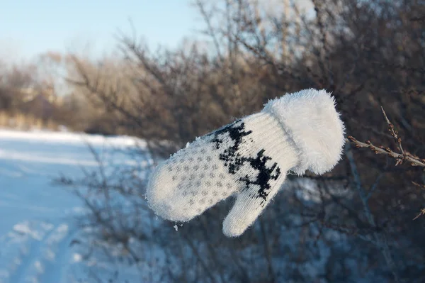 Потерянная Детская Варежка Ветке Зимой Солнечный Морозный День — стоковое фото