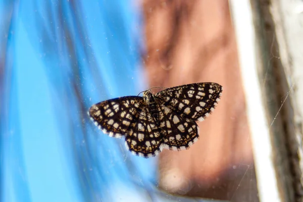 青い空に対する窓の上の美しい蝶 — ストック写真