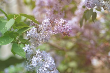 Çiçek açan leylak güneş ışığı, bahar havası
