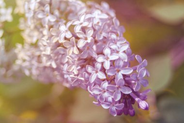 Çiçek açan leylak güneş ışığı, bahar havası