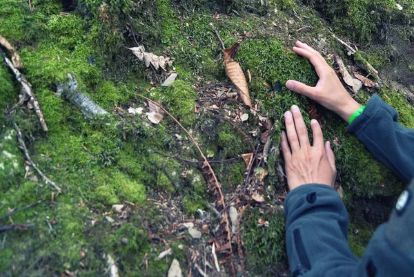 Χέρια Του Ανθρώπου Που Μελετά Πράσινα Βρύα Στο Βράχο — Φωτογραφία Αρχείου