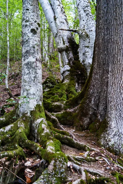 Fagyökér Déli Erdőben Moha Növényzettel Borítva — Stock Fotó