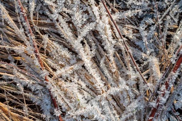 Mrożone Pokrywy Lodowe Zimie Płatki Śniegu Liściach Nadchodzi Zima — Zdjęcie stockowe