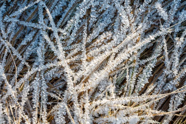 Frozen Ice Sheets Winter Snowflakes Leaves Winter Coming — 스톡 사진