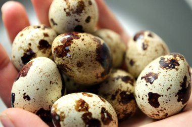 Yakın plan bıldırcın yumurtaları.