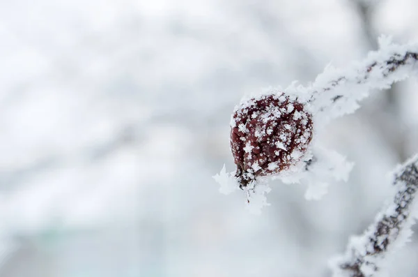 Snow Covered Frozen Berries Snowflakes Berries — Stock Photo, Image