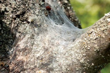 web close-up on a tree, spider web, selective focus