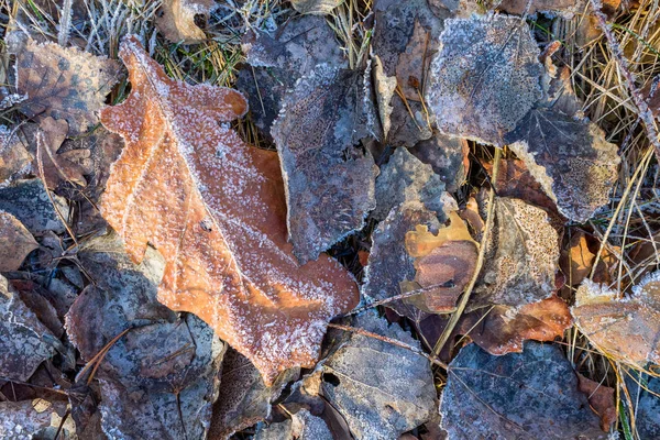 Mrożone Pokrywy Lodowe Zimą Płatki Śniegu Liściach — Zdjęcie stockowe