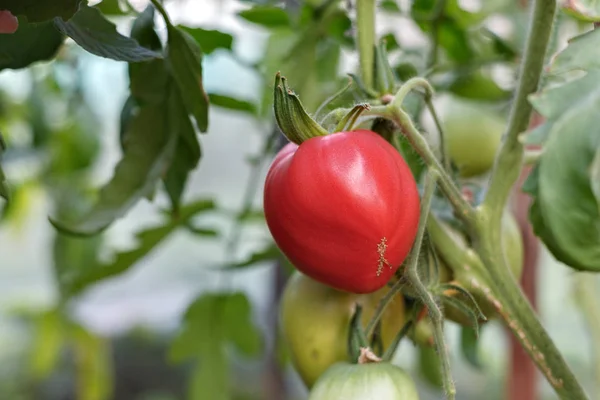 Maduración Sol Arbusto Ruborizado Hermoso Tomate Grande Jugoso Tomates Crecimiento — Foto de Stock