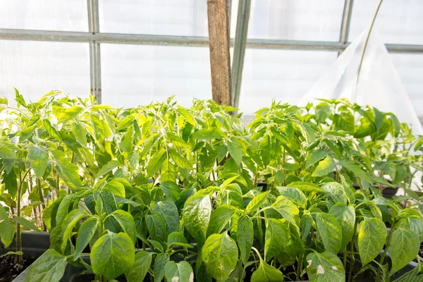 seedlings for planting in a greenhouse, tomato sprouts, gardening