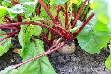 Bahçedeki büyük, olgun pancarlar parlak, sulu pancarlar.