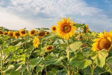 Gün batımında tarlada olgunlaşmış ayçiçeği çiçekleri, turuncu güzel çiçekler, tarım ürünleri, ayçiçeği yağı üretimi için hammaddeler.