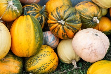 Sonbaharda tarlada çeşitli renkte balkabakları, hasat, mahsul