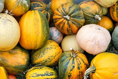 Sonbaharda tarlada çeşitli renkte balkabakları, hasat, mahsul