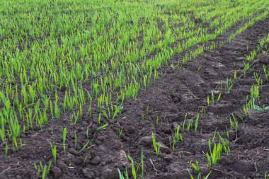 Arkaplanda yeşil çimenler, seçici odak, ön plan bulanıklığı