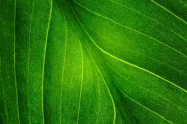 green leaf of the plant with the structure of nutrient vessels, the biochemistry of photosynthesis, processing of carbon dioxide by plants and the release of oxygen, plant respiration, chlorophyll