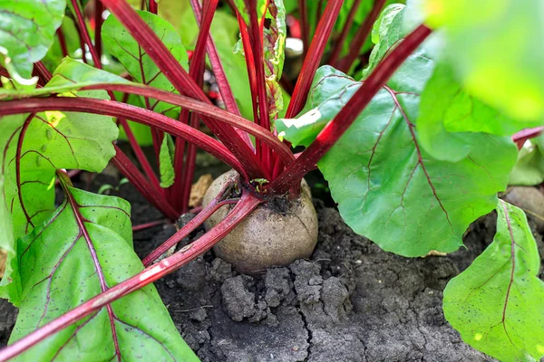 large ripe varietal beets in the garden in the ground, a bright tasty juicy beets