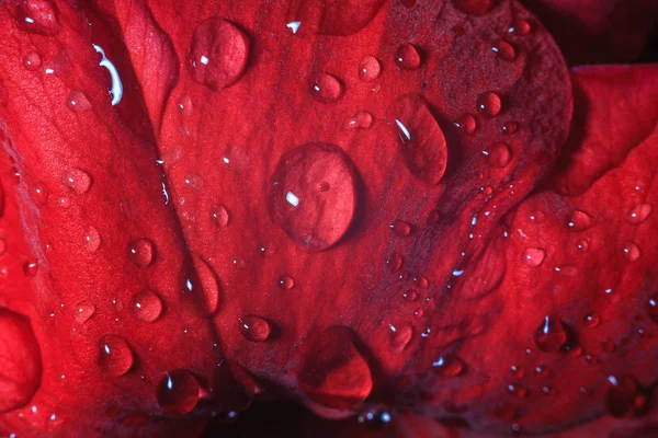 Eső Harmat Cseppek Levelek Virágok Közelkép Makró Esős Időjárás Időjárás — Stock Fotó