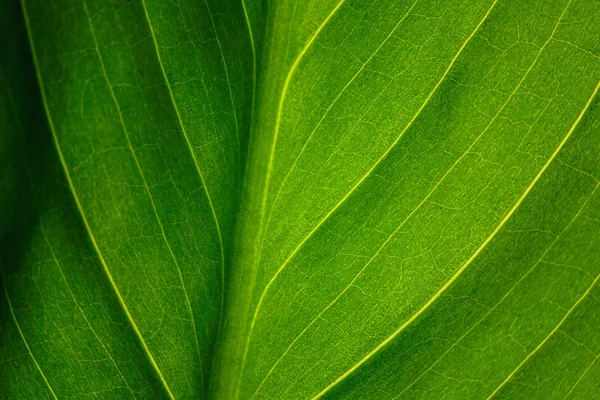 Green Leaf Plant Structure Nutrient Vessels Biochemistry Photosynthesis Processing Carbon Stock Picture