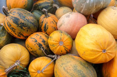 Sonbaharda tarlada çeşitli renkte balkabakları, hasat, mahsul