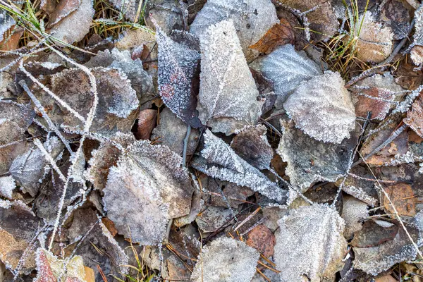 Frozen Ice Sheets Winter Snowflakes Leaves — 图库照片