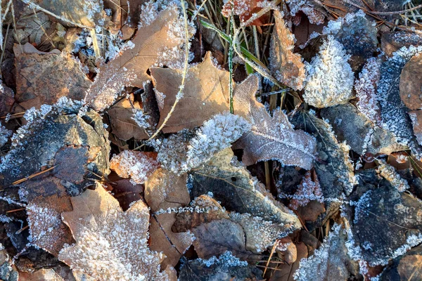 Die Gefrorenen Eisdecken Winter Die Schneeflocken Auf Den Blättern — Stockfoto