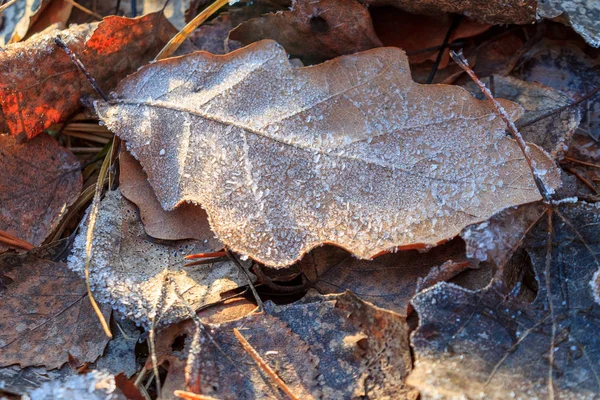 Ghiacci Ghiacciati Inverno Fiocchi Neve Sulle Foglie — Foto Stock