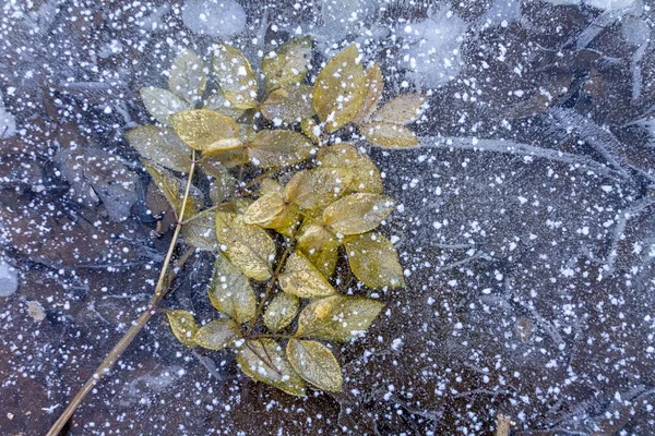 Frozen Fallen Leaves Water Crystals Nature Cold Weather Onset Winter — 스톡 사진