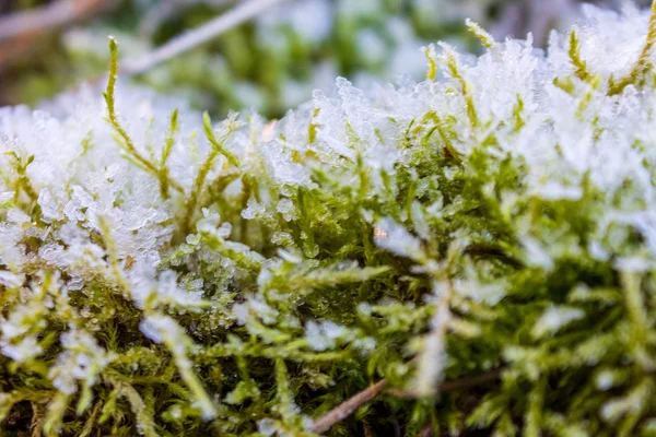 Κατεψυγμένα Φύλλα Πάγου Χειμώνα Νιφάδες Χιονιού Στα Φύλλα — Φωτογραφία Αρχείου