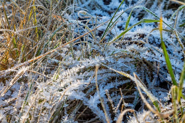 Mrożone Pokrywy Lodowe Zimie Płatki Śniegu Liściach Nadchodzi Zima — Zdjęcie stockowe