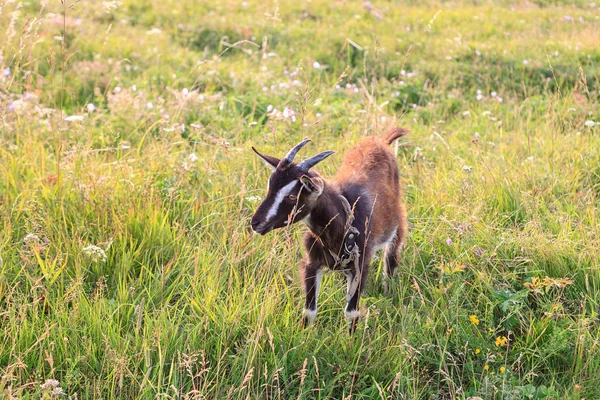 Petit Pâturage Chèvres Sur Pelouse Dans Village Champ Campagne — Photo