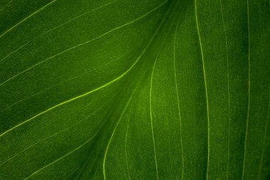green leaf of the plant with the structure of nutrient vessels, the biochemistry of photosynthesis, processing of carbon dioxide by plants and the release of oxygen, plant respiration, chlorophyll
